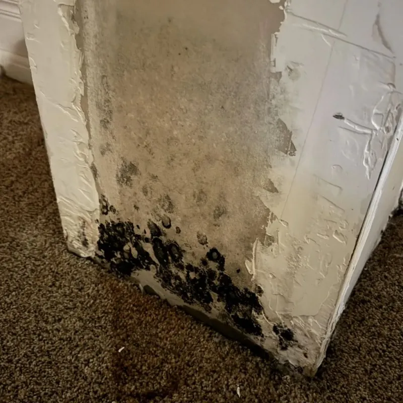 Professional Mold Removal in Orange, CA